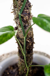 Epipremnum pinnatum sp. Sulawesi variegata